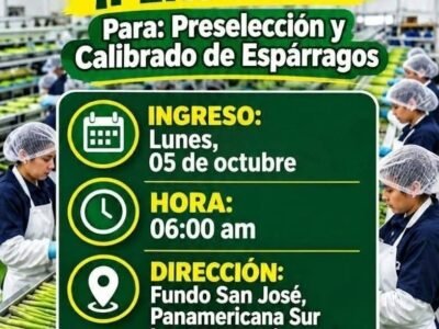 Personal para preselección y calibrado de espárragos