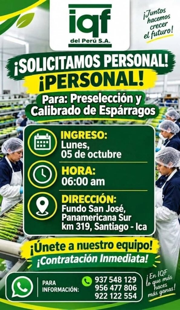 Personal para preselección y calibrado de espárragos