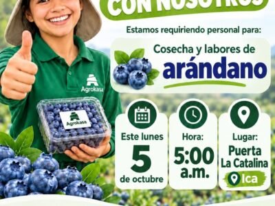 Personal para la cosecha y labores de arándano