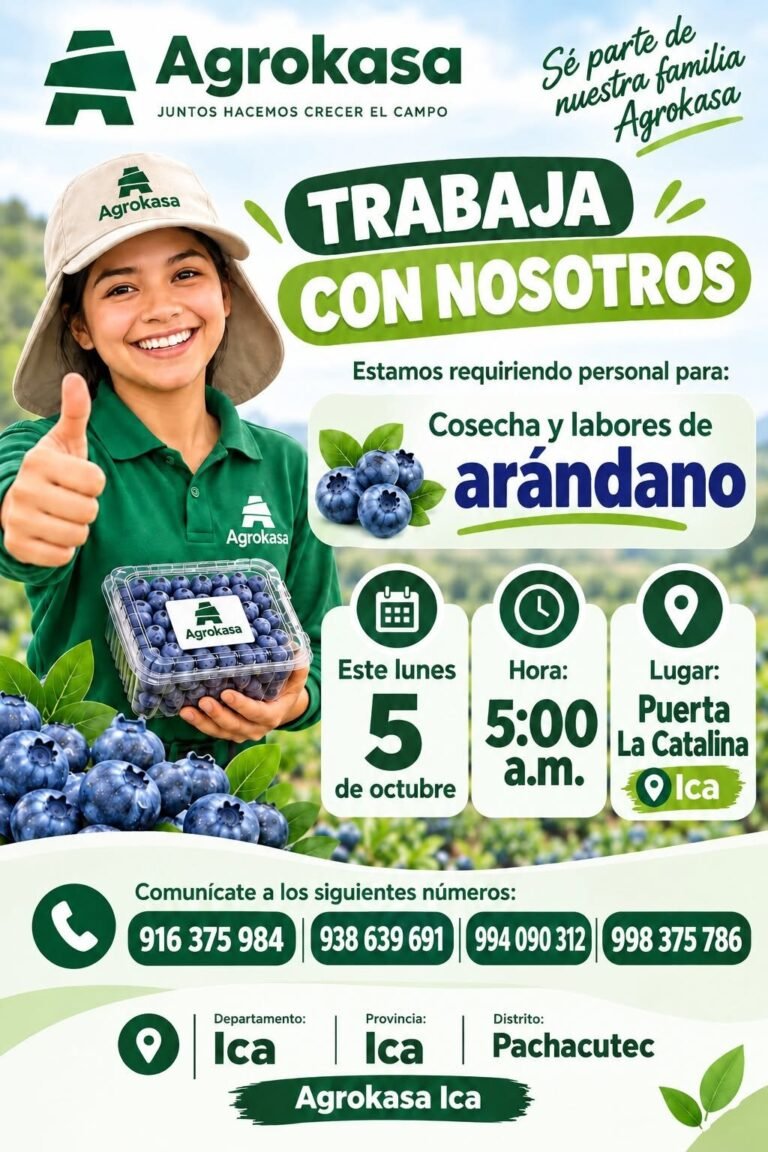 Personal para la cosecha y labores de arándano