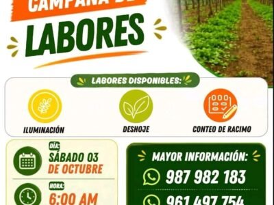 Iluminacion, deshoje y conteo de racimo