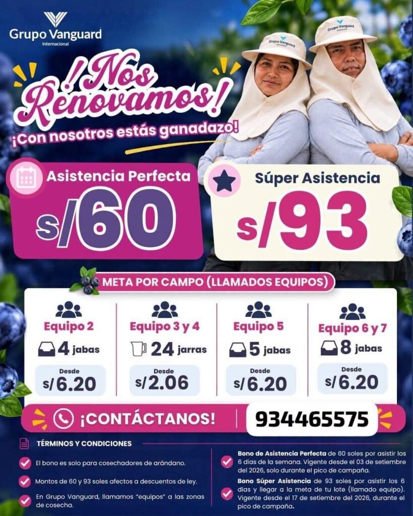 Cosecha de arandanos en Vanguard - Imagen 1
