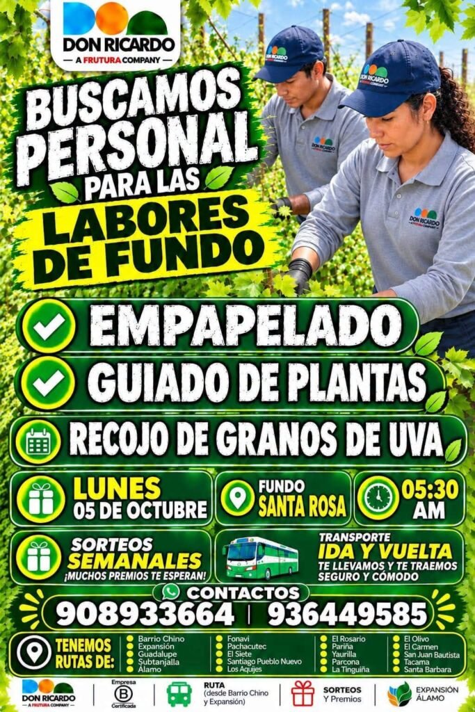 Labores en fundos de Ica - Imagen 2