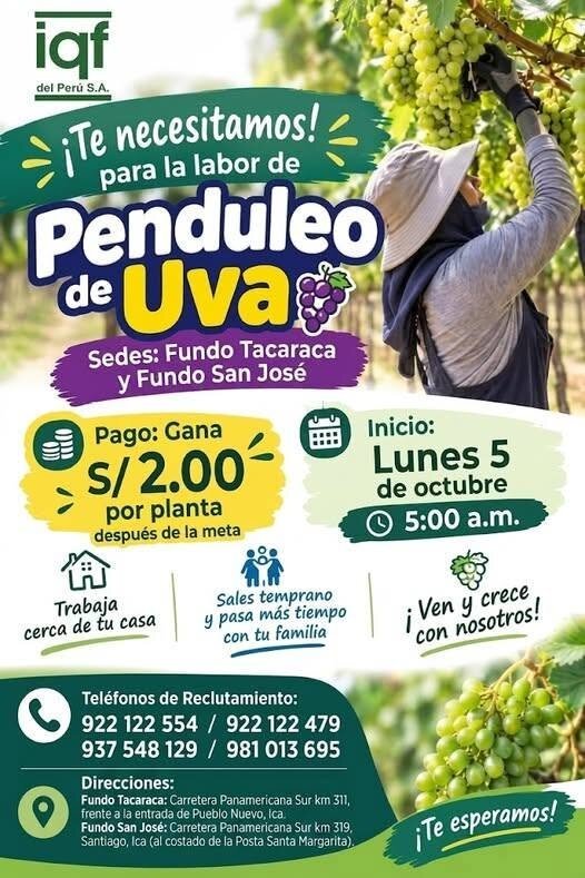 Penduleo de Uva