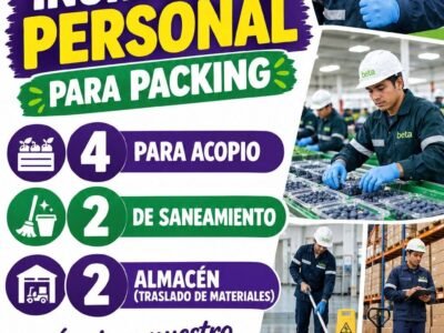 Personal para packing de arandanos