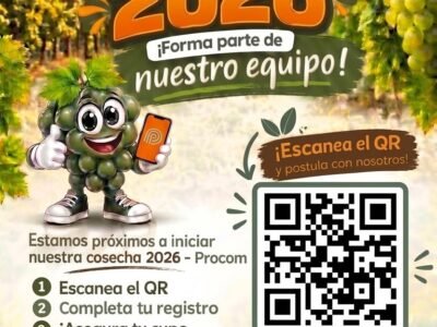 cosecha de uva en agricola Procom 2026