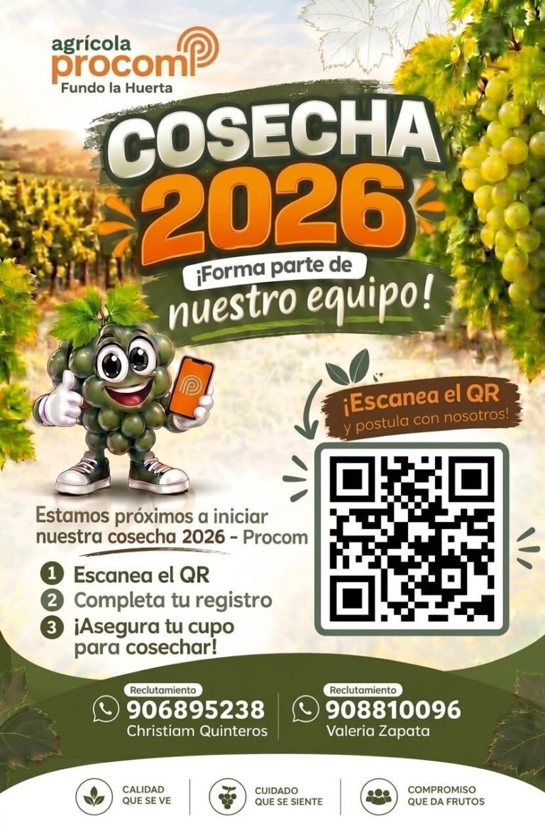 cosecha de uva en agricola Procom 2026