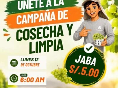Cosecha y limpia de uva