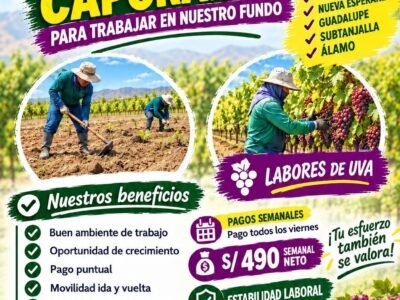 CAPORALES para labores de uva