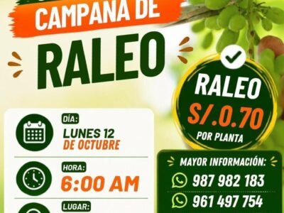 Raleo de uva en Manuelita