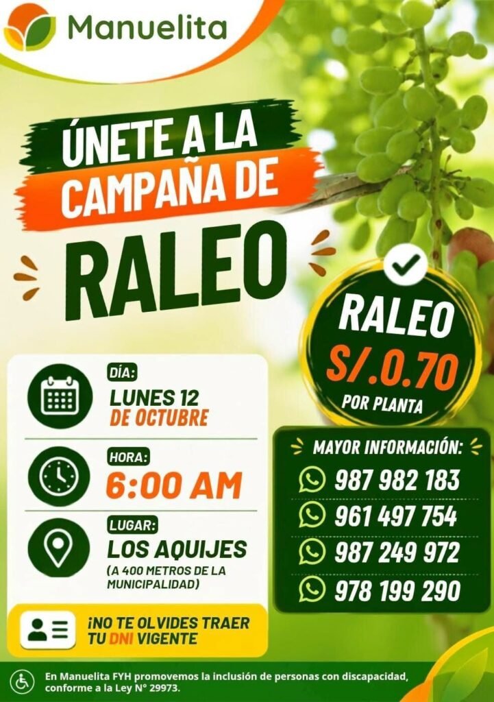 Raleo de uva en Manuelita - Imagen 1