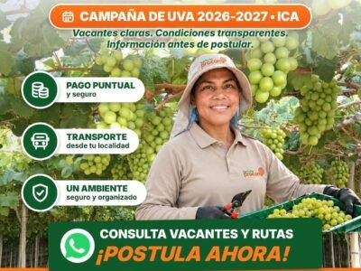Cosecha de uva en Ica