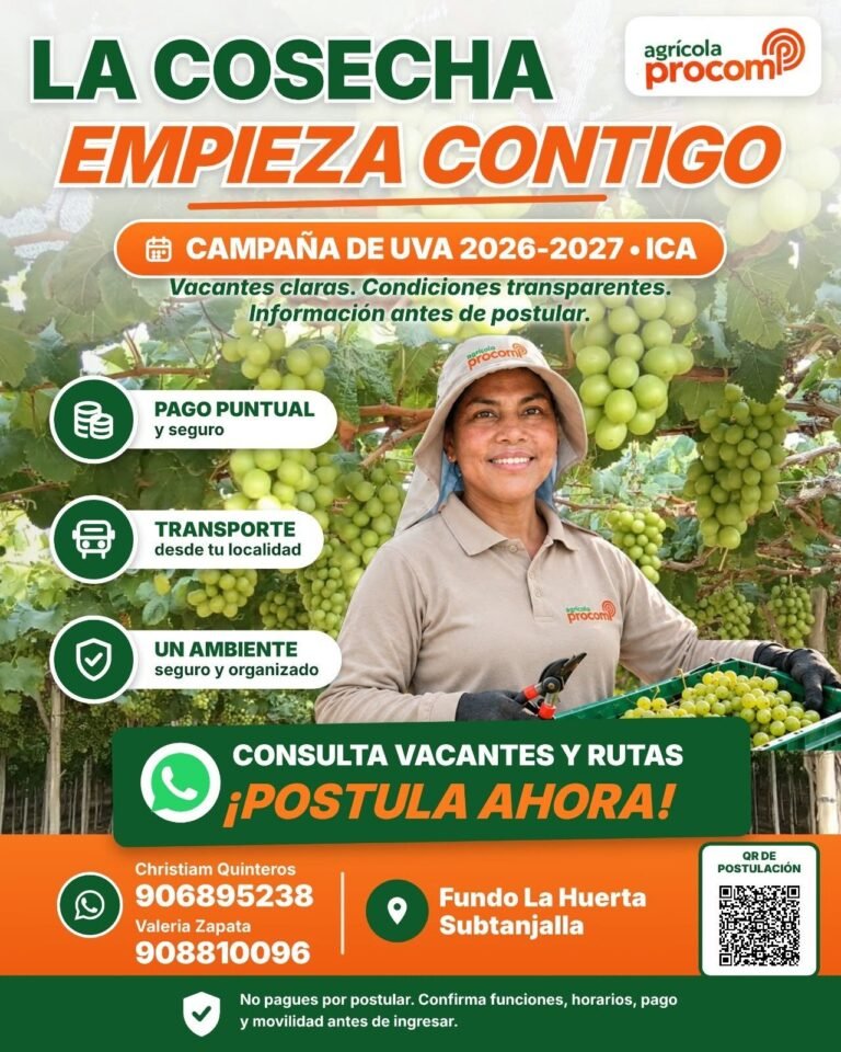 Cosecha de uva en Ica