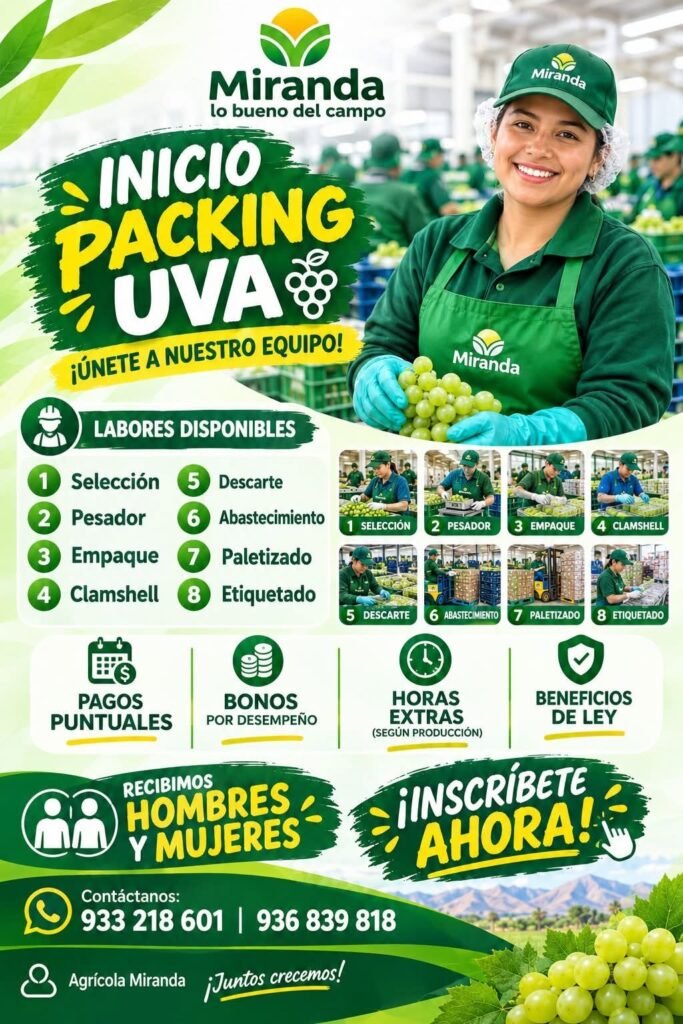 Packing de uva en Agricola Miranda - Imagen 1