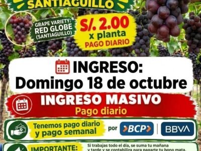 Cosecha y limpia planta red globe