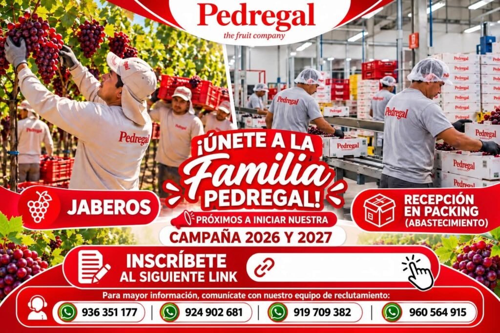 Campaña 2026-2027: Jaberos y Recepción en Packing – Pedregal - Imagen 2