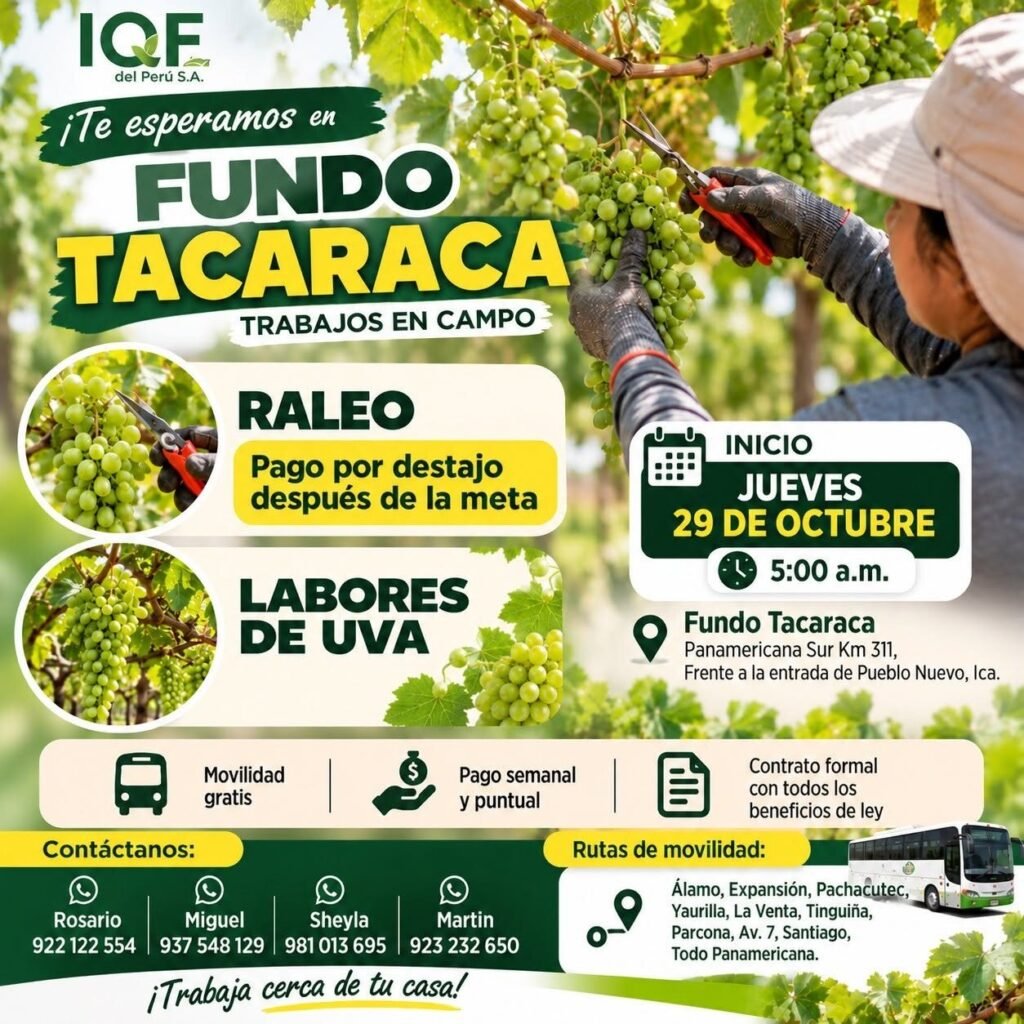 RALEO, DESHOJE, AJUSTE DE CARGA Y SUPERVISOR DE LABORES DE UVA – IQF DEL PERÚ (ICA) - Imagen 2