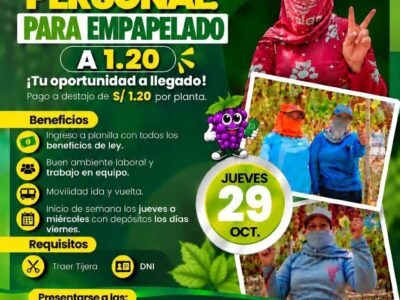 EMPAPELADO, DESHOJE Y DESUVILLADO – AGRÍCOLA RIACHUELO (LA TINGUIÑA, ICA)