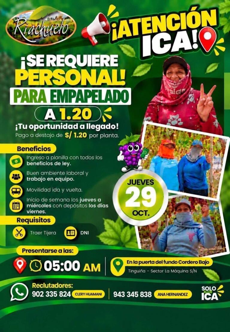EMPAPELADO, DESHOJE Y DESUVILLADO – AGRÍCOLA RIACHUELO (LA TINGUIÑA, ICA)