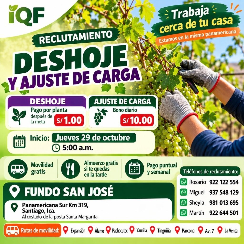 RALEO, DESHOJE, AJUSTE DE CARGA Y SUPERVISOR DE LABORES DE UVA – IQF DEL PERÚ (ICA) - Imagen 3
