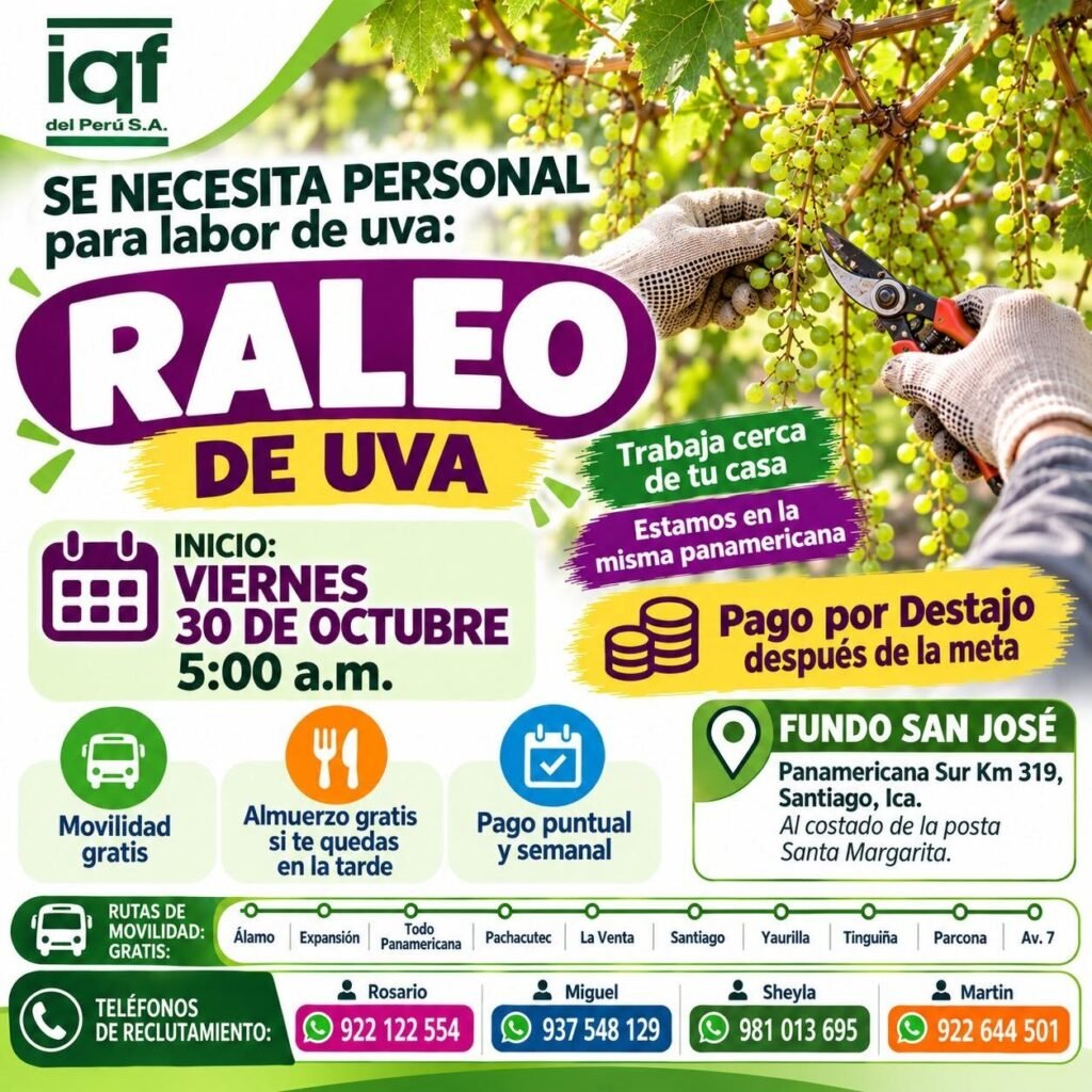 RALEO, DESHOJE, AJUSTE DE CARGA Y SUPERVISOR DE LABORES DE UVA – IQF DEL PERÚ (ICA) - Imagen 4
