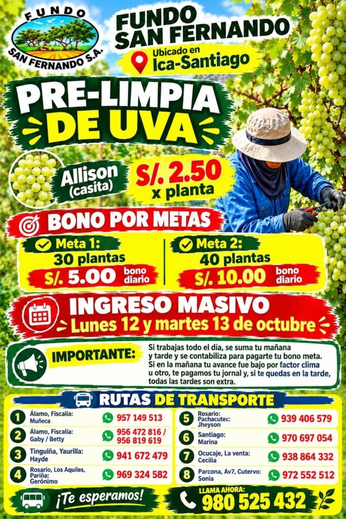 Raleo y prelimpia de uva - Imagen 2