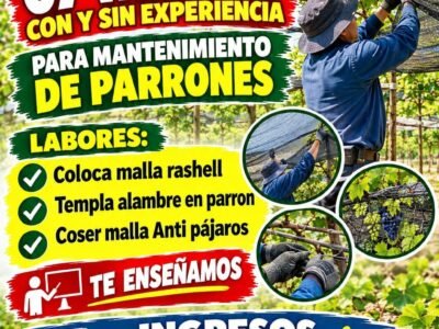 Raleo y prelimpia de uva