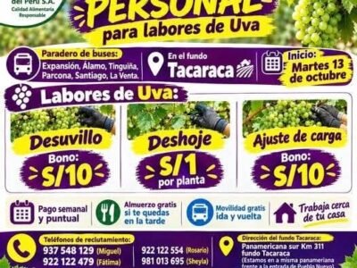 Labores de cosecha y raleo de uva