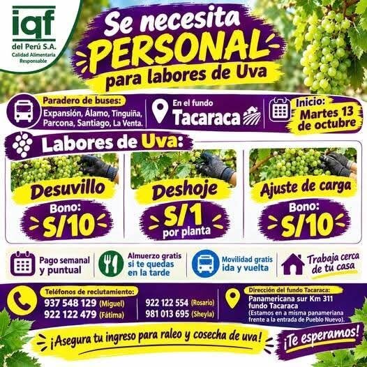 Labores de cosecha y raleo de uva - Imagen 1