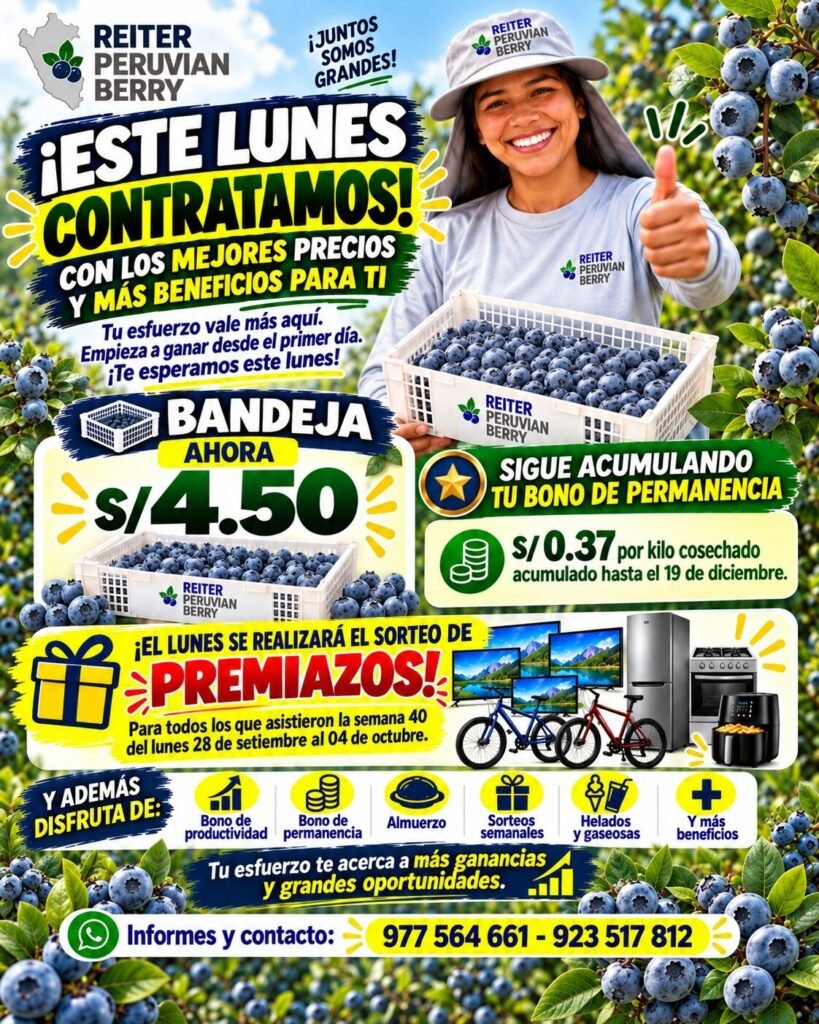 Cosecha de arandanos en Ica - Imagen 1