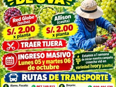 Pre-limpieza de uva en Ica