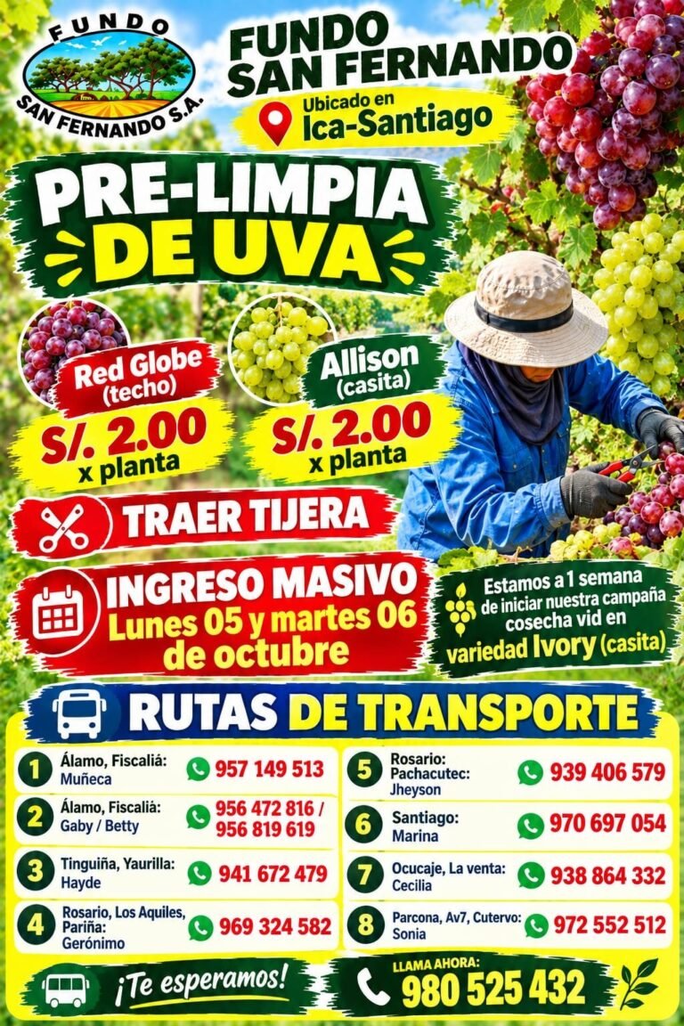 Pre-limpieza de uva en Ica