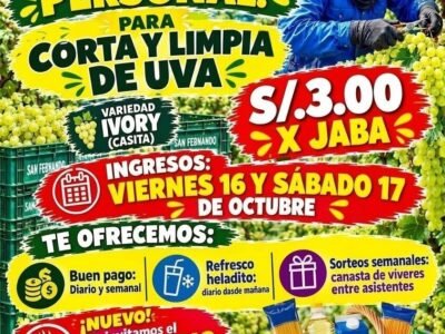 Corta y limpia de uva Ivory – Fundo San Fernando, Santiago (Ica)