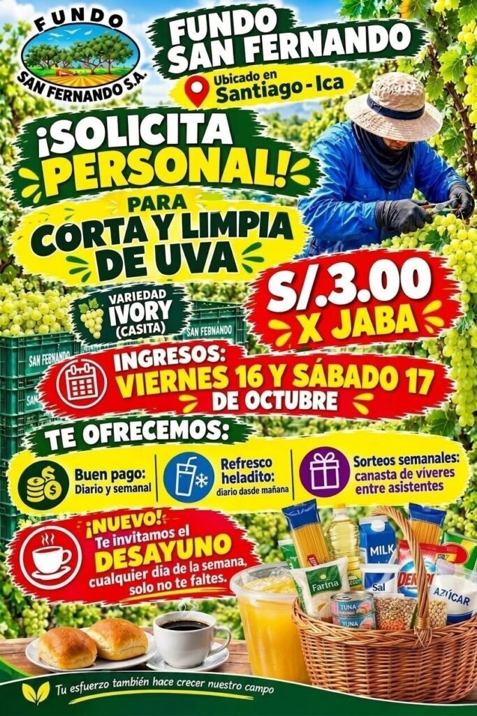Corta y limpia de uva Ivory – Fundo San Fernando, Santiago (Ica) - Imagen 1