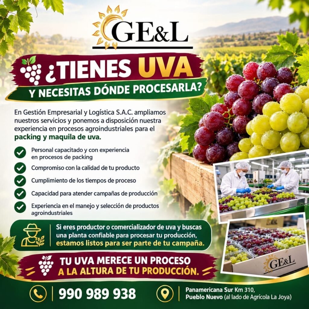 Packing y maquila de uva – Gestión Empresarial y Logística, Pueblo Nuevo