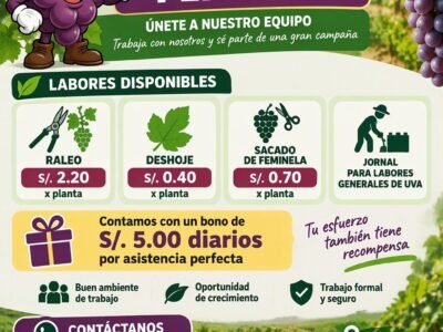Cosecha de arandano en Proagro