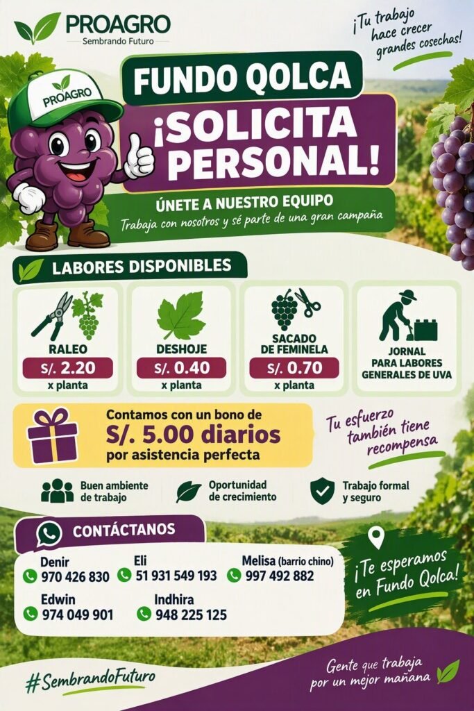 Cosecha de arandano en Proagro