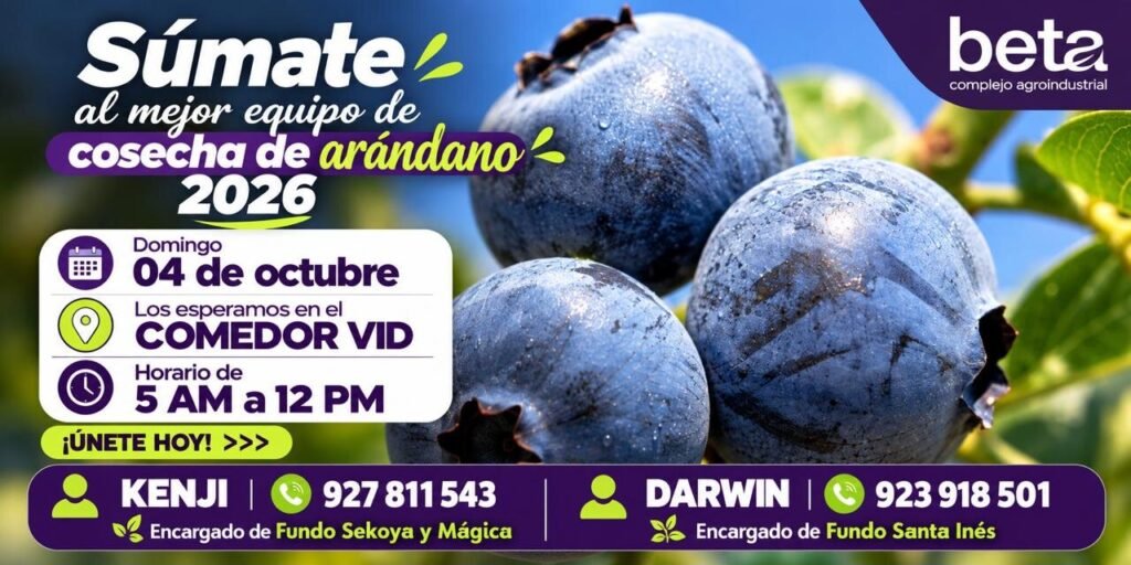Cosecha de arandano 2026 - Imagen 1