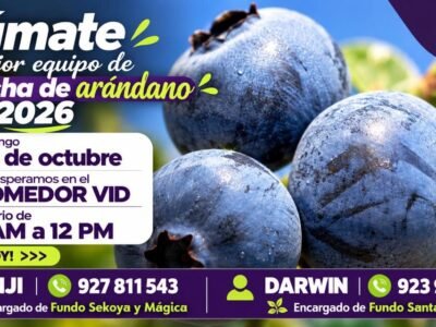 Cosecha de arandano 2026
