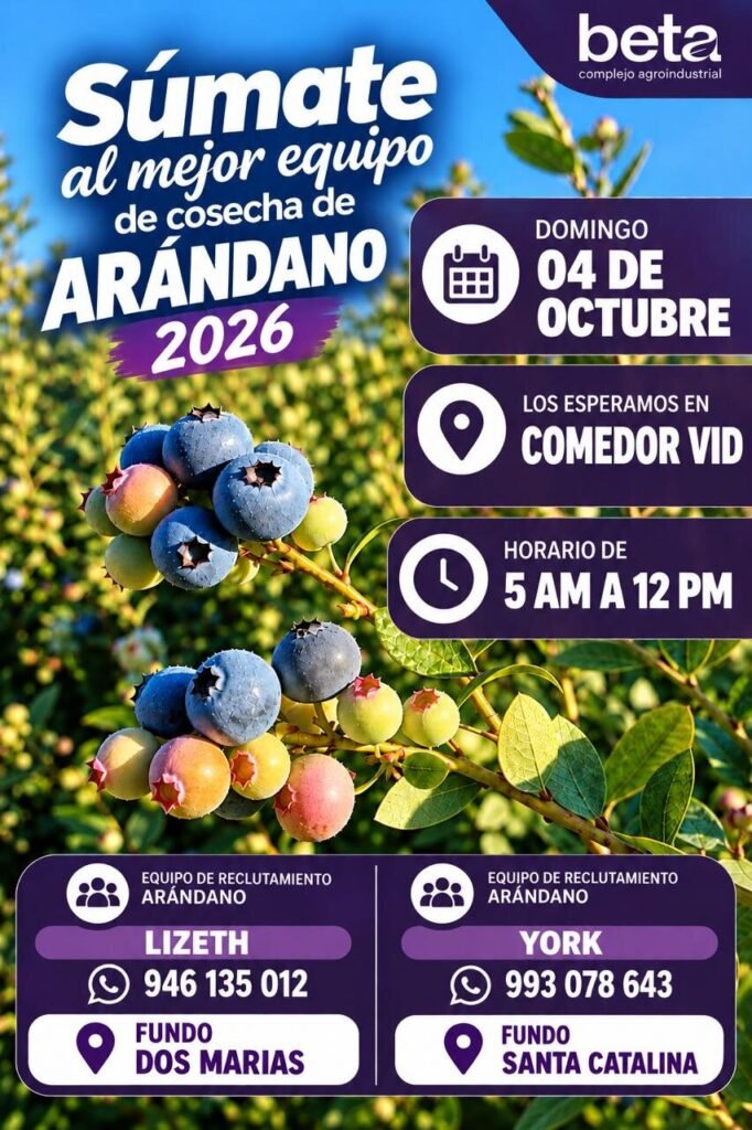 Cosecha de arandano 2026 - Imagen 2