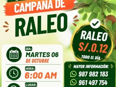 Cosecha de uva en Manuelita Ica