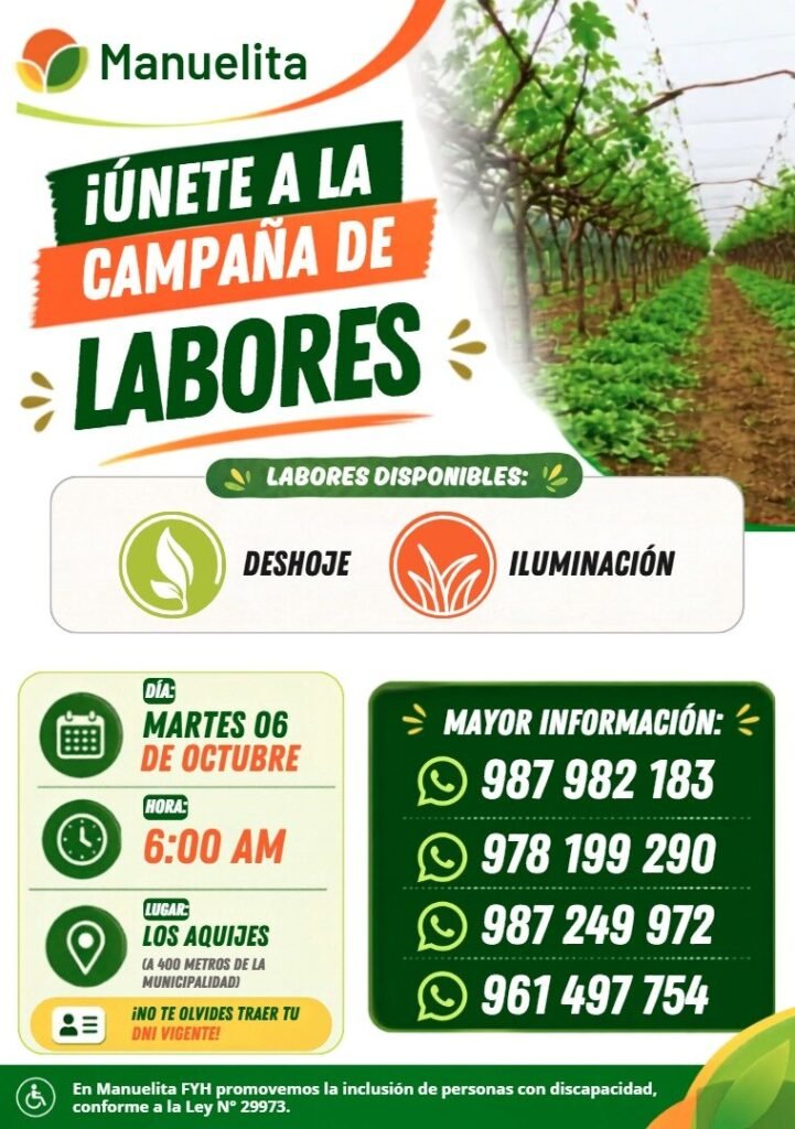 Cosecha de uva en Manuelita Ica - Imagen 2