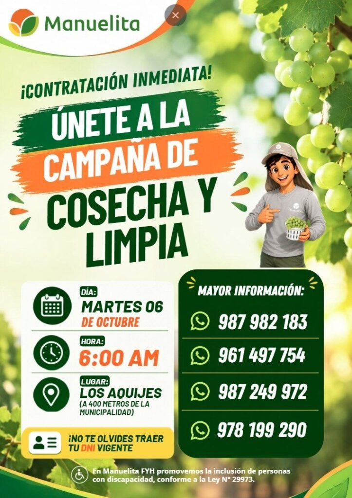 Cosecha de uva en Manuelita Ica - Imagen 3