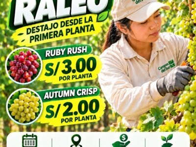 Raleo de uva en Campos del Sur