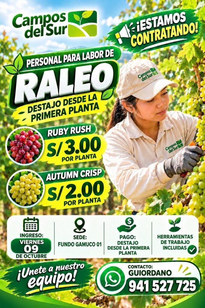 Raleo de uva en Campos del Sur - Imagen 1
