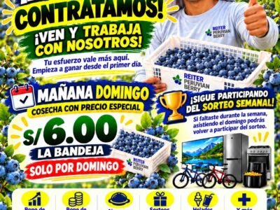 Cosecha de arandanos