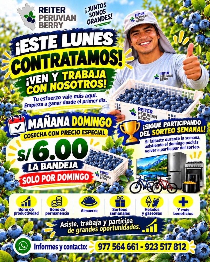 Cosecha de arandanos - Imagen 1