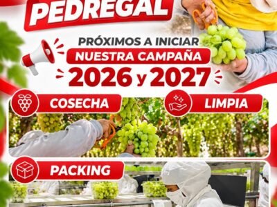 Cosecha de uva en Pedregal