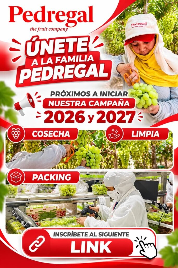 Cosecha de uva en Pedregal - Imagen 1