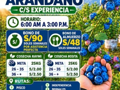 30 personas para cosecha de arandanos